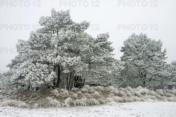 Pine trees