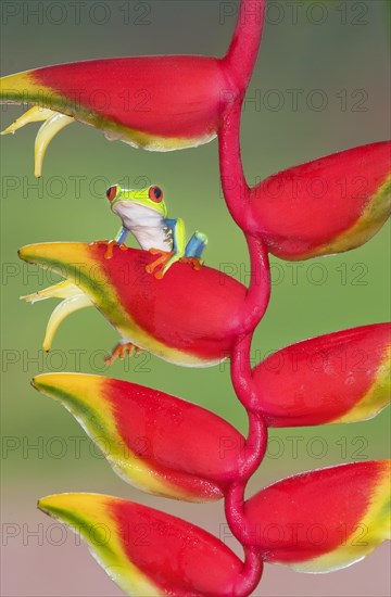 Red-eyed Tree Frog