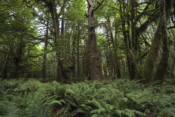 Vegetation with ferns on Kestner Homestead Trail