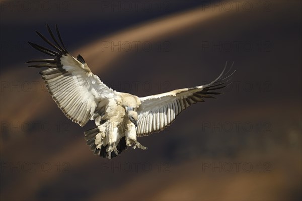 Cape vulture