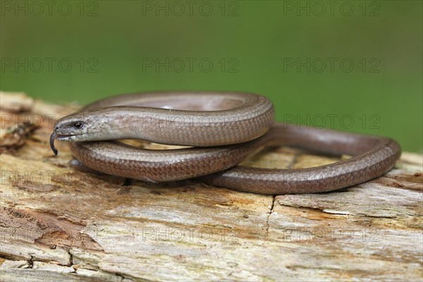 Slow worm