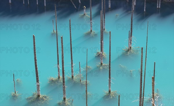 Dead trunks of Picea schrenkiana pointing out of water