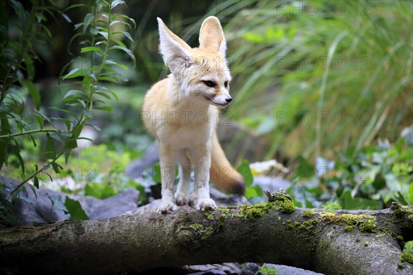 Fennec