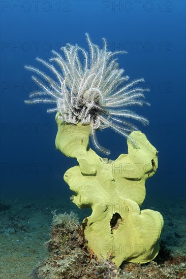 Feather star