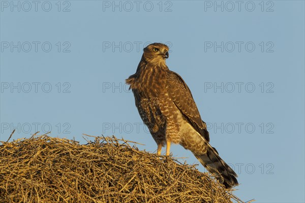 Pale Chanting Goshawk