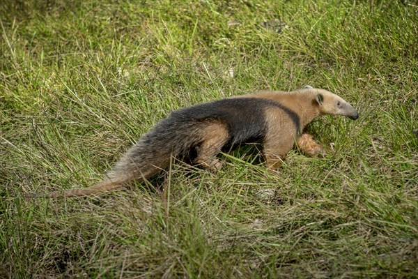 Southern tamandua or collared anteater