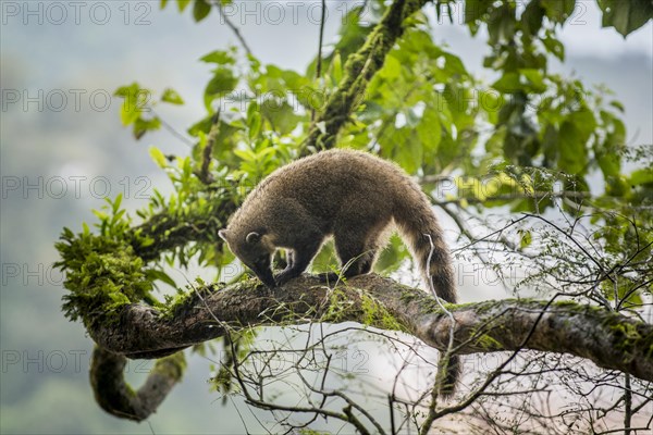 Ring-tailed coati