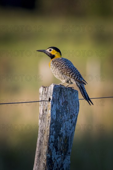 Campo flicker