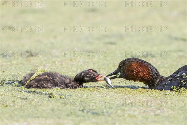 Little grebe