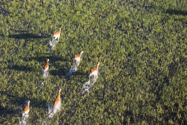 Red Lechwe