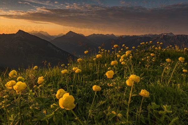 Sunrise behind meadow with Globeflowers