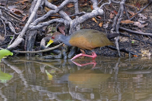 Stalking Grey-necked Wood Rail