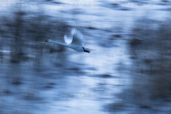 Whooper swan