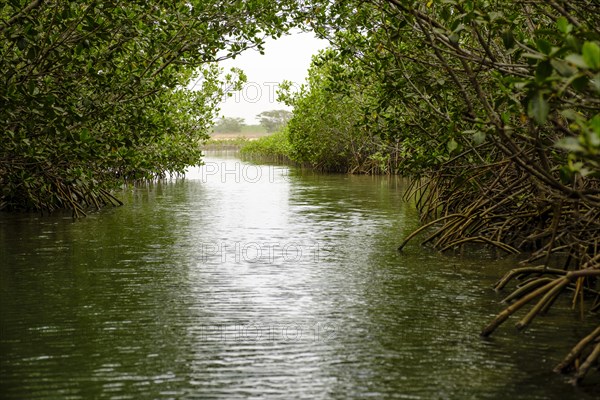 Mangroves in the lagoon of Somone