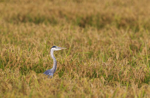 Grey Heron