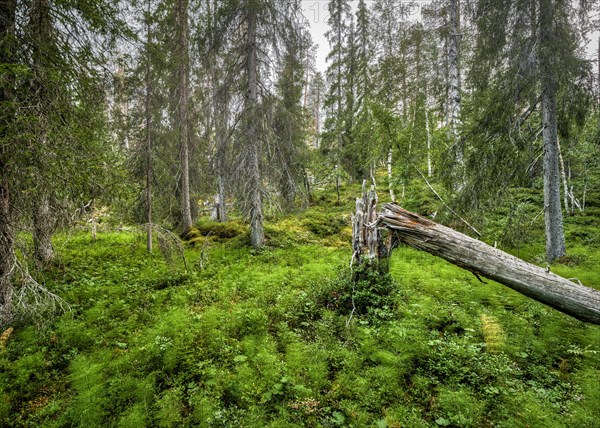 Fallen tree in arctic forest with Horsetails