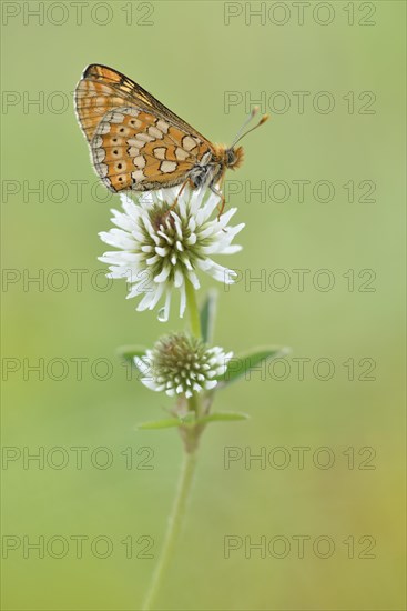 Marsh Fritillary