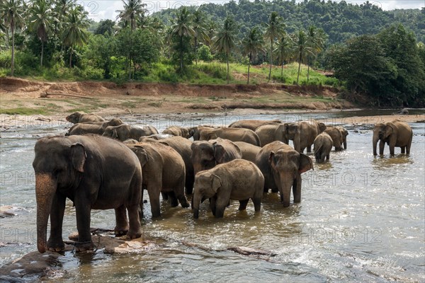 Asian or Asiatic elephants