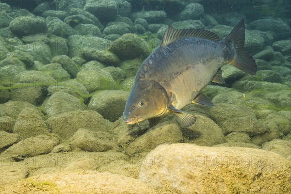 European carp