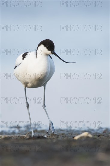 Pied avocet