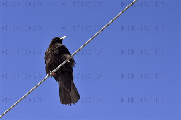 Yellow-billed Chough