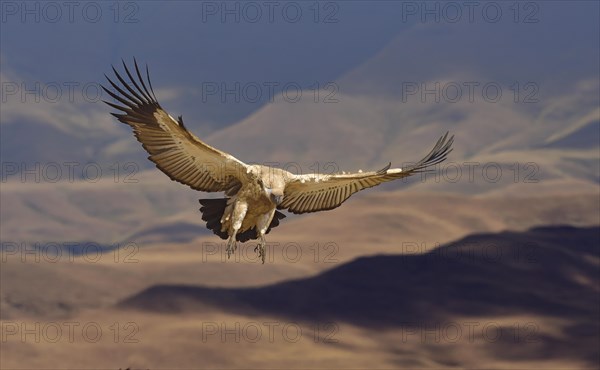 Cape vulture