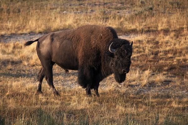 Buffalo