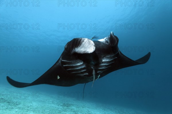 Pelagic manta ray