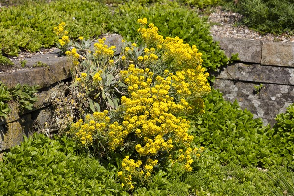 Alyssum