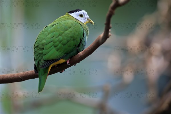 Black-naped fruit dove