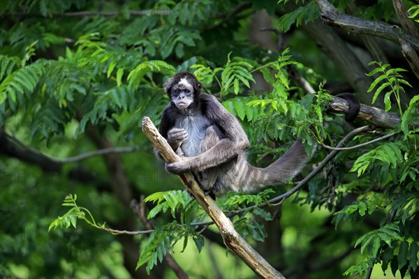 White-bellied spider monkey