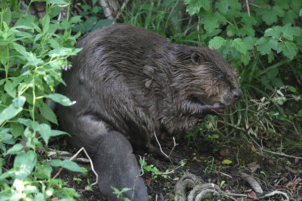 European beaver