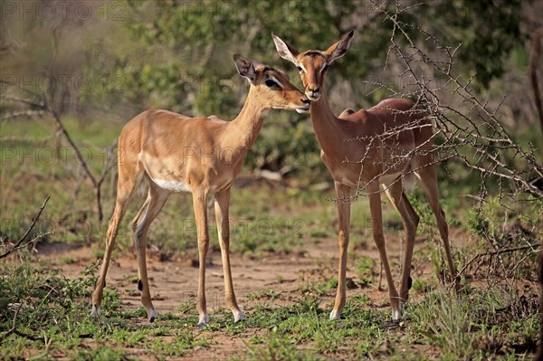 Impala