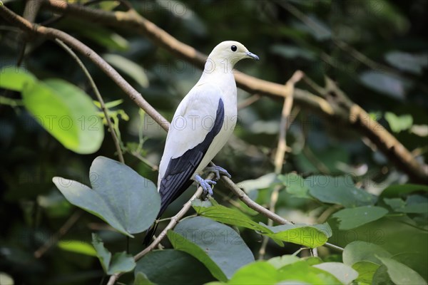 Pied Imperial Pigeon