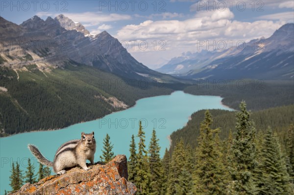 Golden-mantled ground squirrel