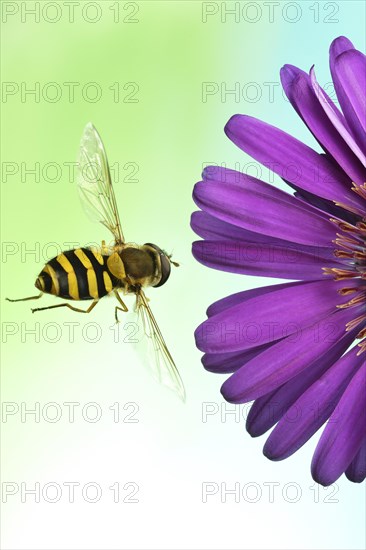 Syrphus ribesii