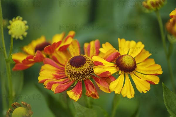 Sneezeweed