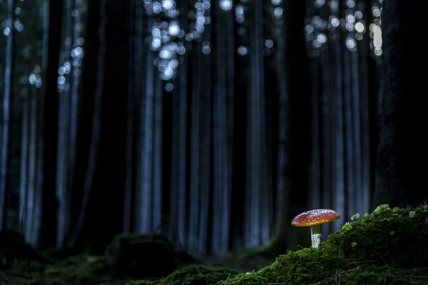 Fly agaric