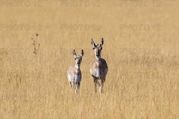 Pronghorns