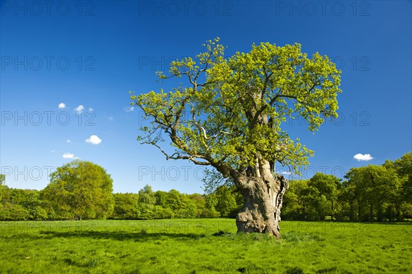 Gnarly old oak