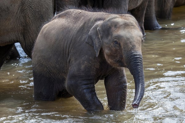 Asian elephant