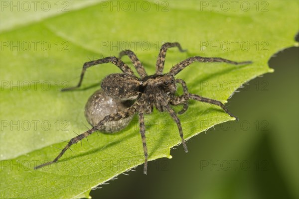 Spotted wolf spider