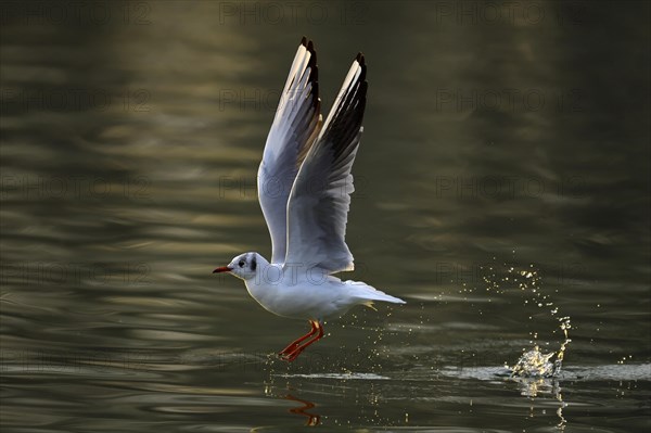 Black-headed gull