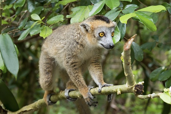 Crowned lemur