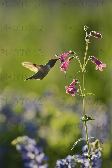 Black-chinned hummingbird