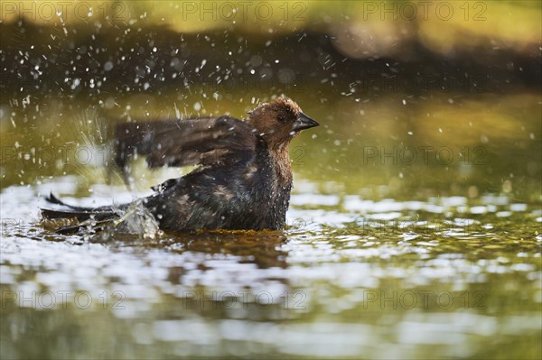 Brown-headed Cowbird