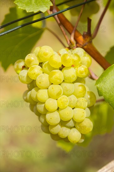 Noble grapevine
