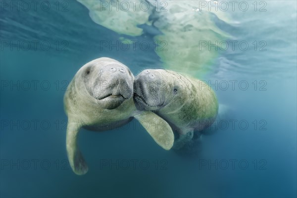 Two West Indian manatees