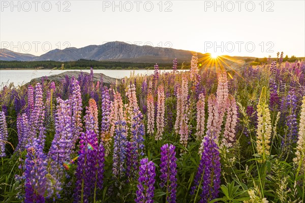 Sun shining through purple Large-leaved lupines