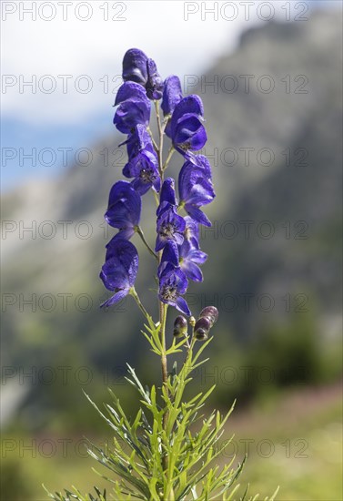 Flowering Monkshood